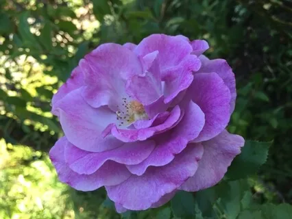 Nefes ve Beden Farkındalığı Meditasyonu (MBSR)