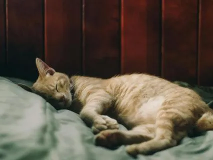 Nervous System Down-Regulation (Relaxation Meditation)