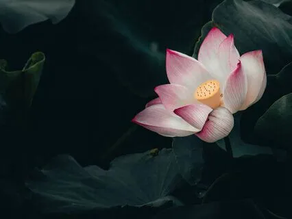 Nervous System: Find Safety Within