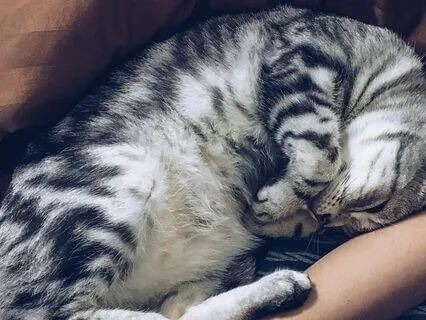 Nervous System Mini Reset