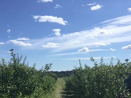 Nervous System Nidra