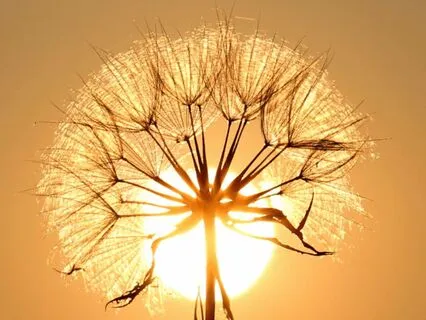 Nervous System Regulating Progressive Muscle Relaxation