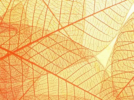 Nervous System Regulation: Chaos To Calm With Breathwork