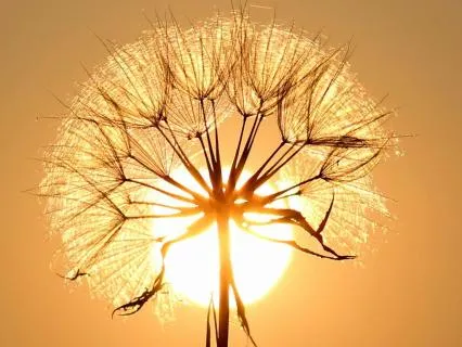 Nervous System Regulation (+ Energy Healing/Reiki)