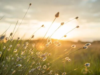 Nervous System Regulation | Healing Music