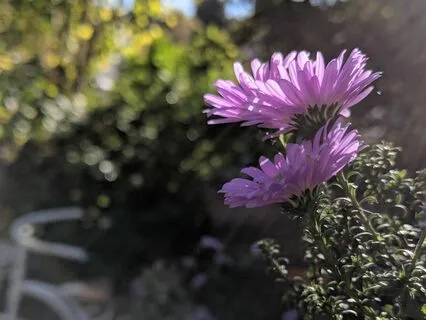 Nervous System Regulation Meditation