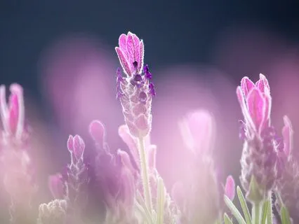 Nervous System Regulation