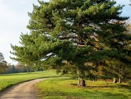 Nervous System Reset (2.5 Minutes)