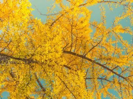 Nervous System Reset | 20 Minute Power Nap Meditation