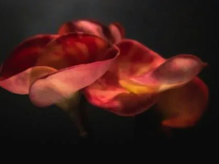 Nervous System Reset 741 Hz