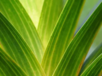 Nervous System Reset - 75 Hz Low Frequency Sound Healing