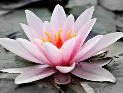 Nervous System Reset: A Guided Practice For Calm