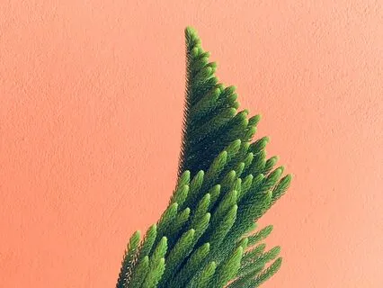 Nervous System Reset: A Meditation For Inner Calm