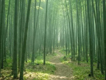 Nervous System Reset: Coming Back To Safety
