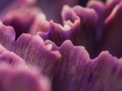 Nervous System Reset For Ambitious Women