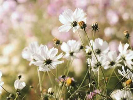 Nervous System Reset