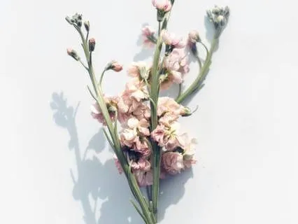 Nervous System Reset