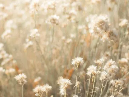 Nervous System Reset