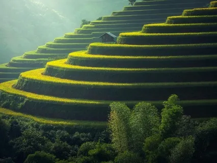 Nervous System Reset