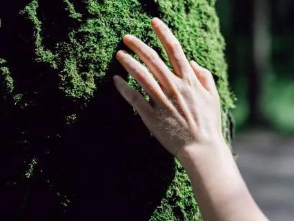 Nervous System Snack: Sensory Paths To Safety And Pleasure