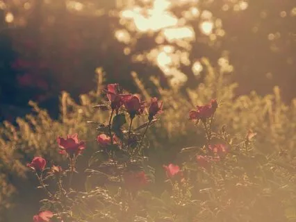 Nervous System Soothing Meditation