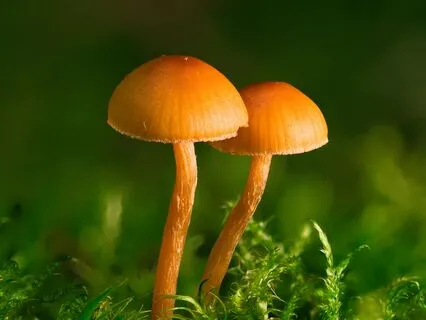 Neural Harmonic, Bilateral Sound For Lucid Dreaming EMDR