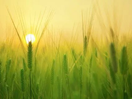 Neuro-Acoustic Brainwave Synchronization For Deep Relaxation