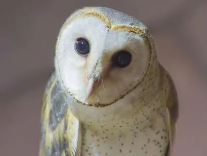 Neuro-Somatic Toolkit | Aphantasia Map: Seeing In The Dark