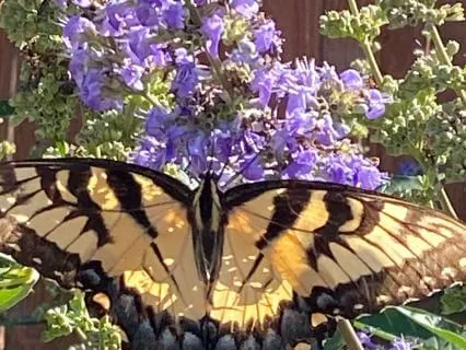 Neurodivergence Affirming Meditation