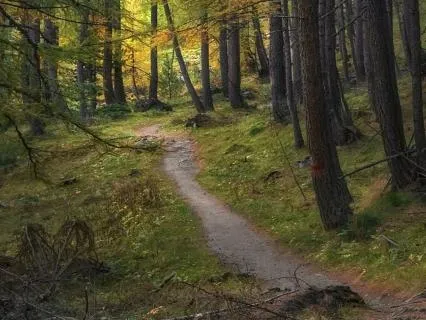 Neurological Nocturne No 2 | The Journey