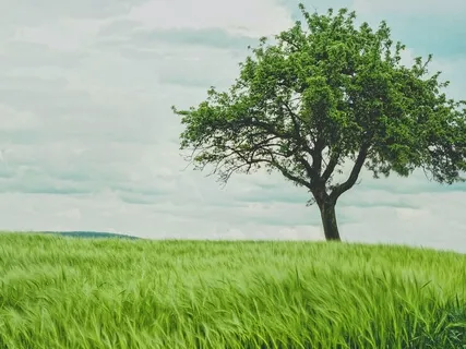 NeuroMeditation Tree Of Loving Kindness - Loving Kindness