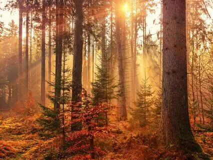 Neurosculpting Steps 1 & 2 And Grounding