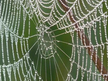 Never Alone: A Meditation On Sangha And Nature