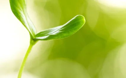 New Beginnings Guided IFS Meditation