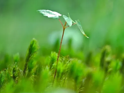 New Beginnings (Without Nature Sounds) 