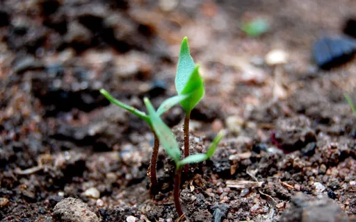 New Beginnings - Wood Element Meditation