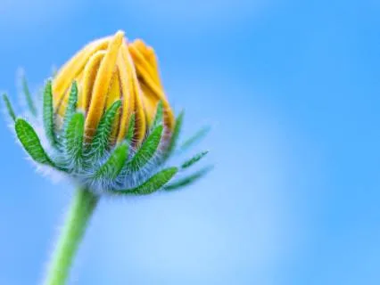 New Beginnings Yoga Nidra | Set Your Sankalpa
