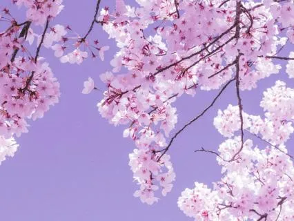 New Blossoms | Rumi Poem
