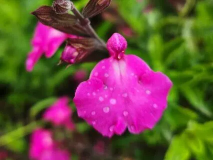 New Dimensions Radio Interview – Part 3: Tree Wisdom