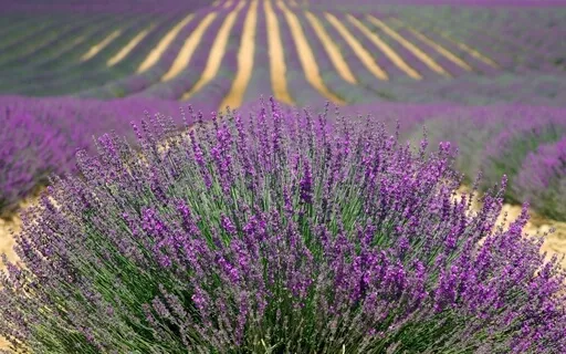 New Experimental Sounds To Induce A State Of Deep Meditation