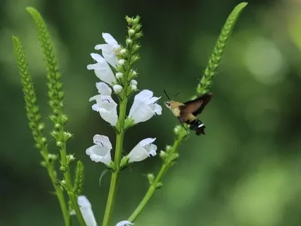 New Moon Affirmation Meditation