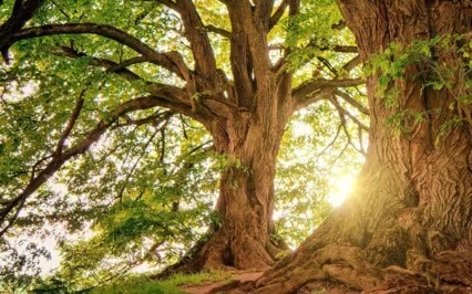 New Moon Guided Meditation / Set Intentions & Manifest