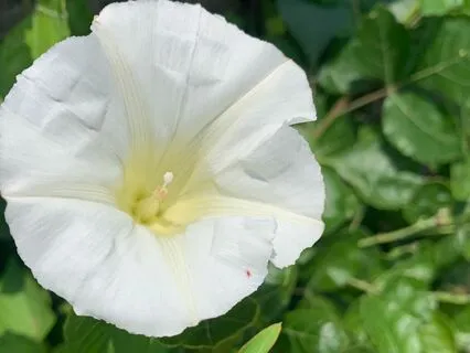 New Moon Healing Journey