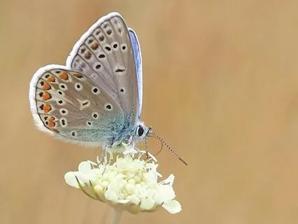 New Moon In Aquarius