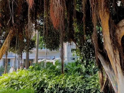 New Moon In Capricorn - Be With The Trees (Forest Sounds)