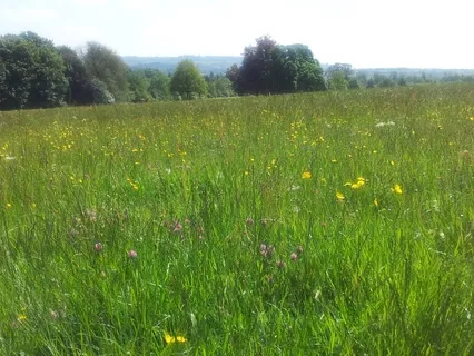 New Moon in Pisces: Time to Dream