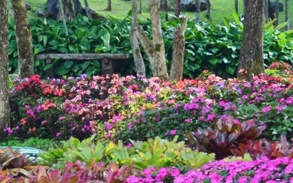 New Moon In Sagittarius | Plant Optimism