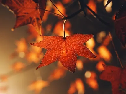 New Moon In Virgo & Autumn Equinox Practice: Draw Down The Moon