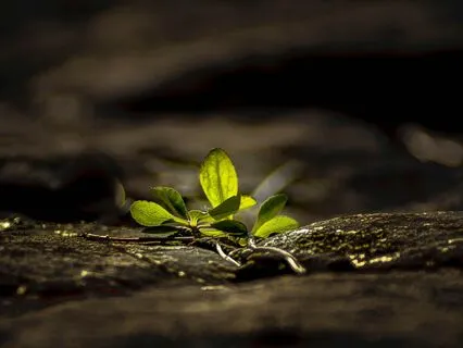 New Moon In Virgo - Fresh Intentions, Grounded Grace