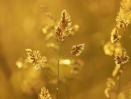 New Moon Meditation | Leo | Creativity | Leadership